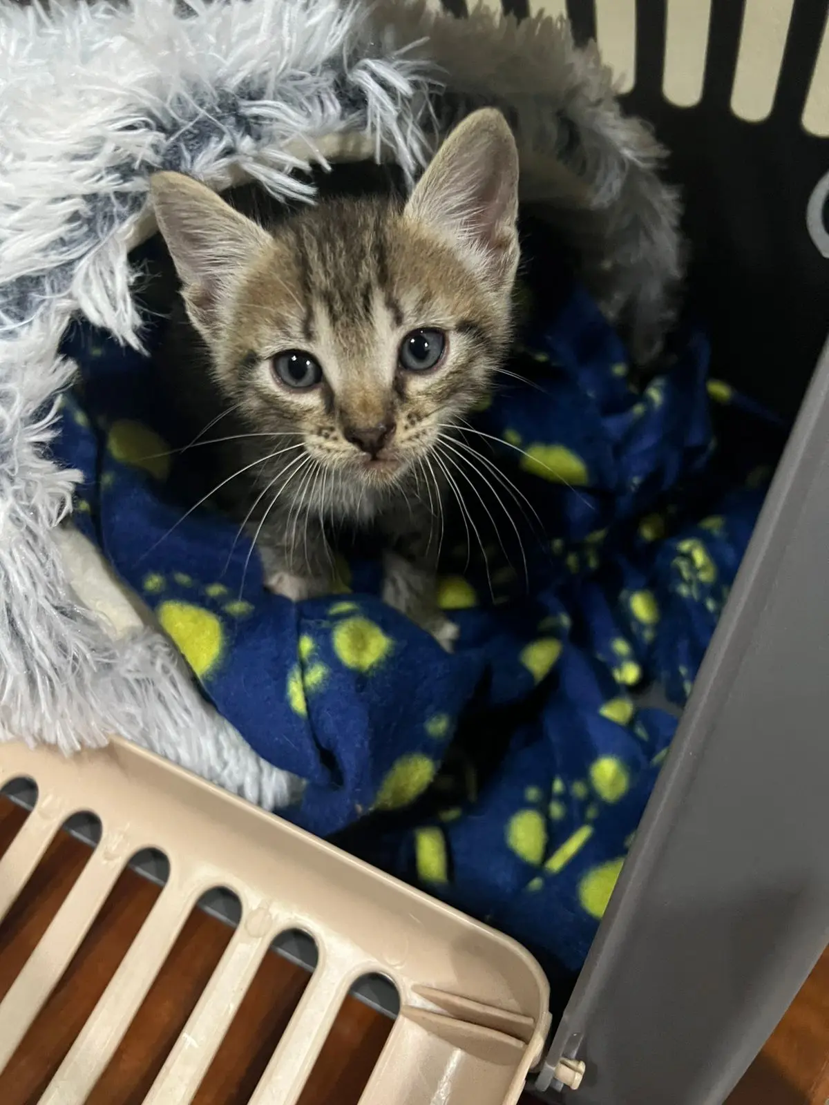 Cachorra Tabby gris de 2 meses, desparasitada, en primer plano.