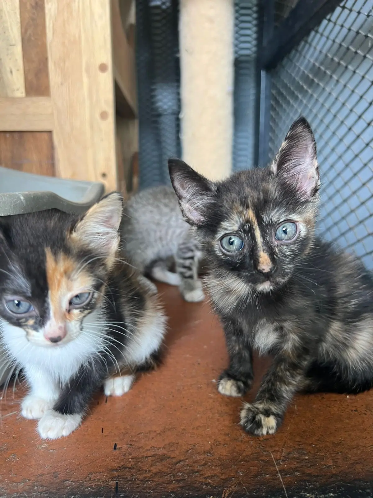 Cachorra Tricolor (izquierda) y Cachorra Carey (derecha) de 2 meses, desparasitadas.