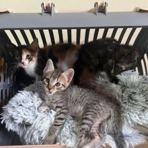Muñecas Bellas: Las tres hermanas (Tabby, Tricolor, Carey) de 2 meses rescatadas del abandono en su transportín.
